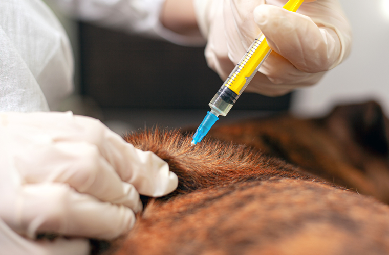 Ozonioterapia Veterinária em Guarulhos Ozonioterapia Veterinária em Guarulhos