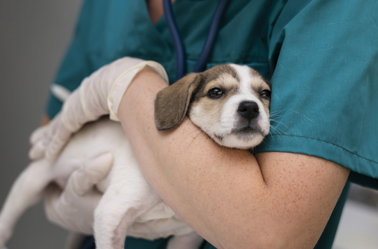 Fisioterapeuta Veterinário em Guarulhos Fisioterapeuta Veterinário em Guarulhos