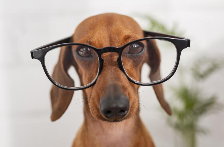 Oftalmologista Veterinário em Guarulhos Oftalmologista Veterinário em Guarulhos
