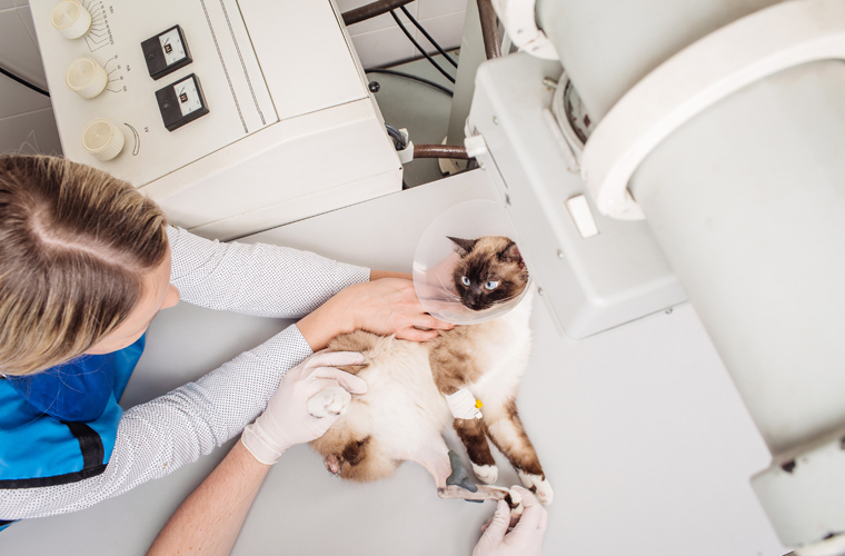 Ortopedista Veterinário em Guarulhos Ortopedista Veterinário em Guarulhos
