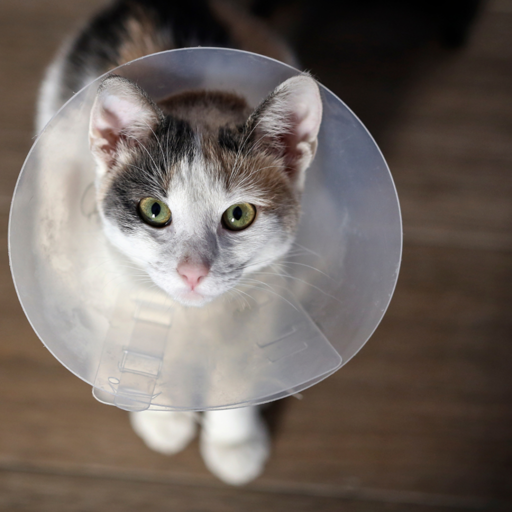 Castração de cães e gatos - Devo castrar meu pet?