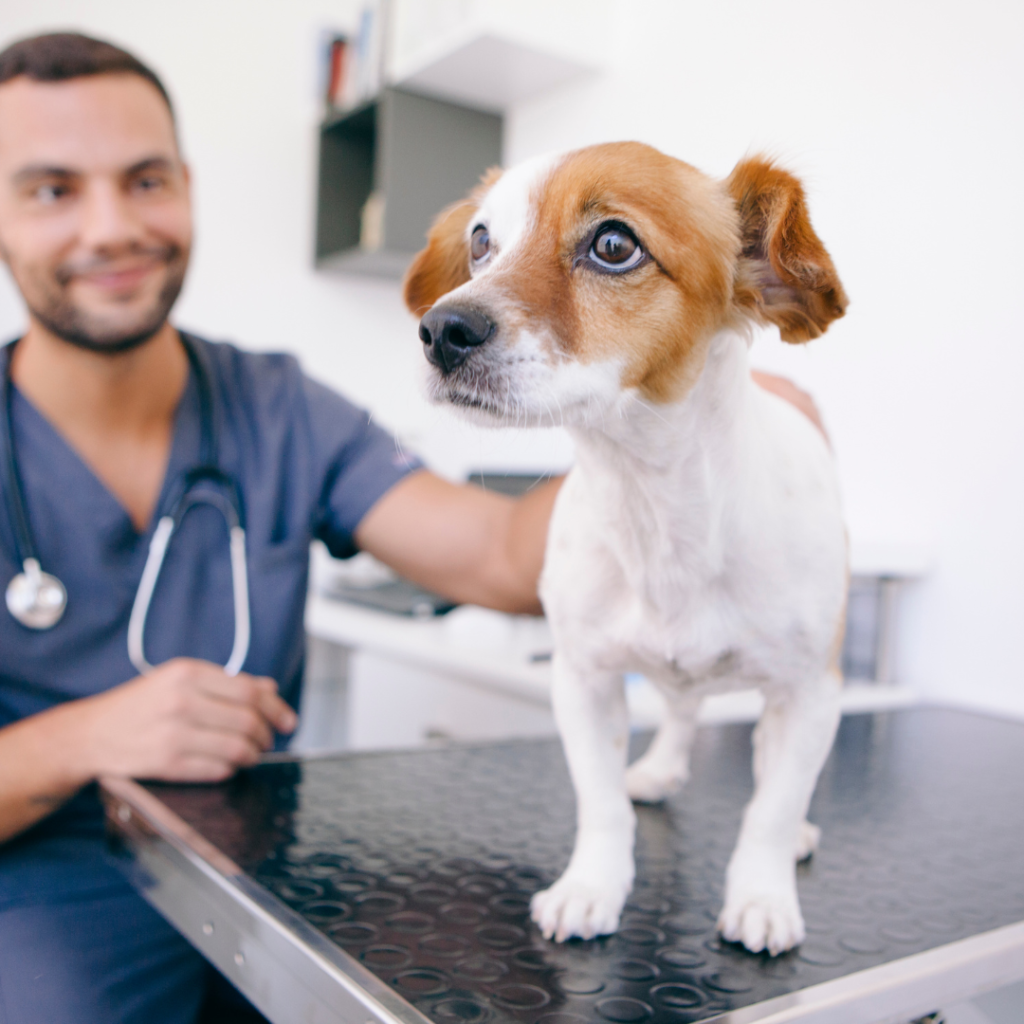 A importância da primeira consulta com veterinário