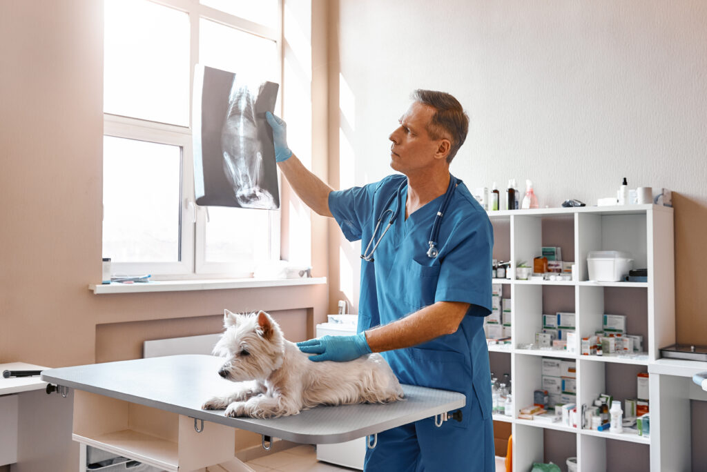 Ortopedista Veterinário em Guarulhos/SP
