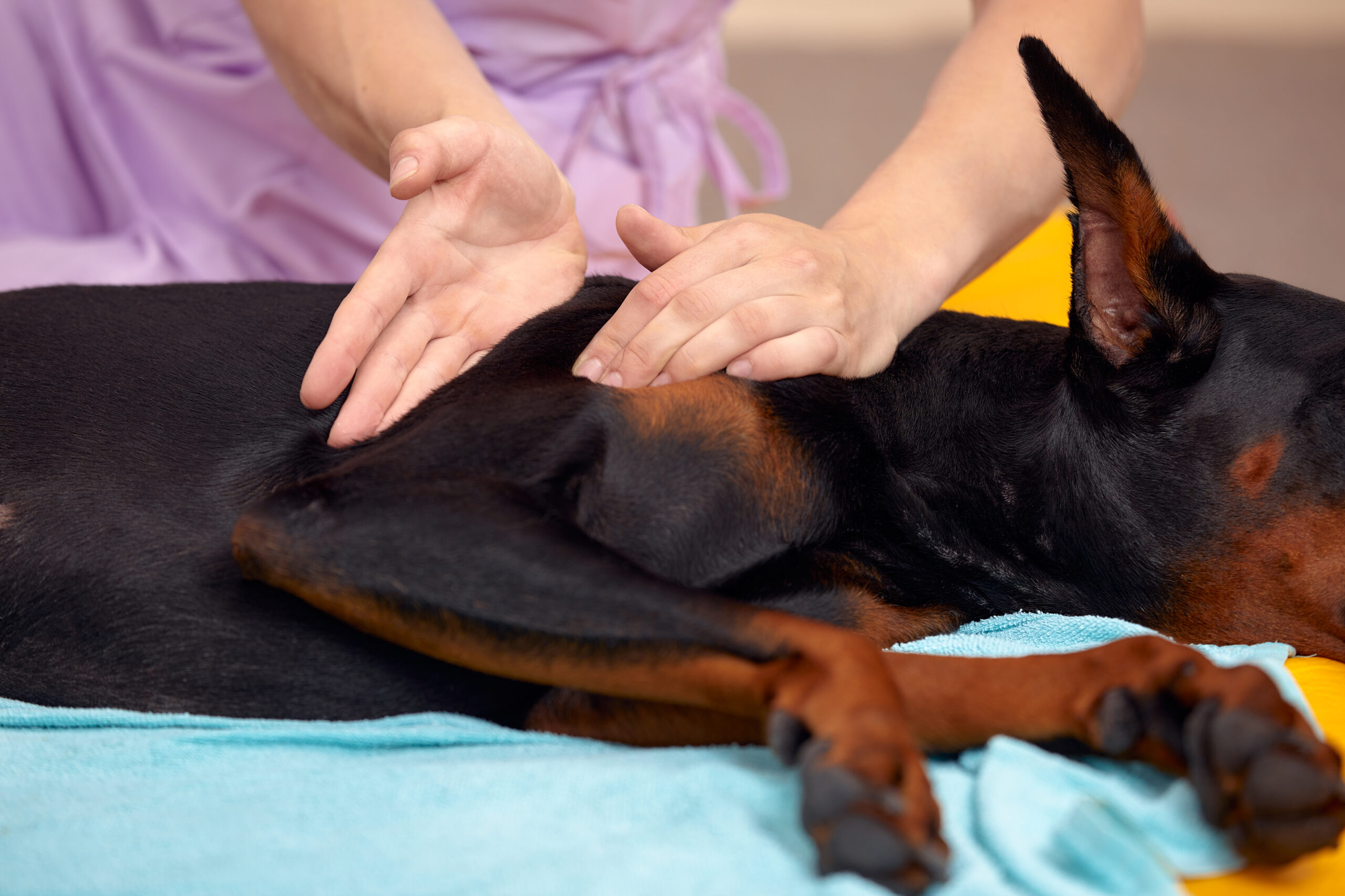Fisioterapia e Acupuntura Veterinária em Guarulhos/SP