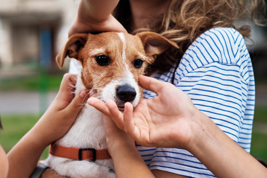 Doenças em animais de estimação