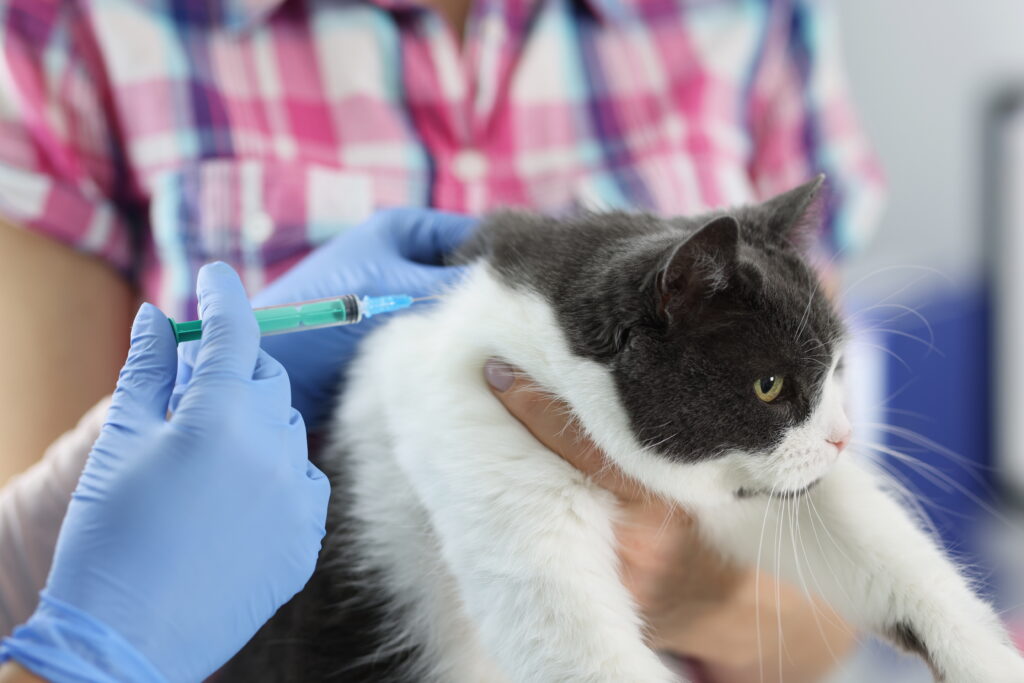 Vacinas para cães e gatos em Guarulhos/SP