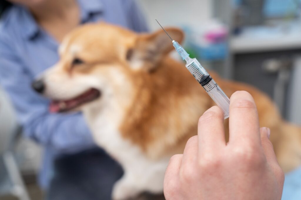 Vacinação Cachorro - Alpha Hospital Veterinário